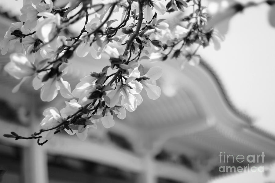 Buddhist Temple in Black and White - Spring White Flowers Photograph by Beverly Claire Kaiya