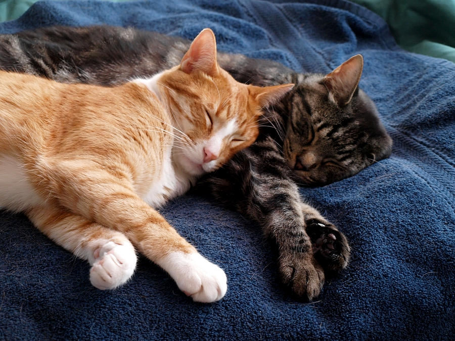 Buddies for life Photograph by Teri Schuster