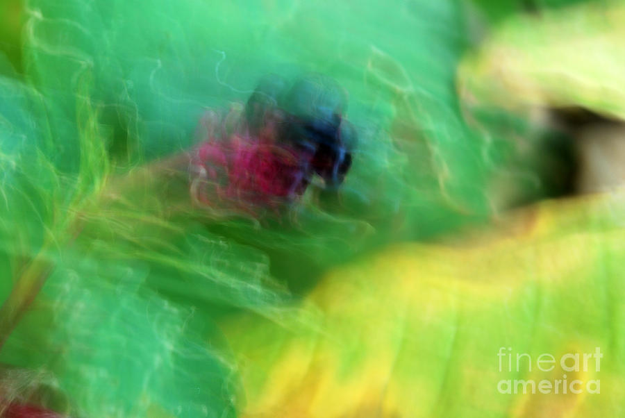 Budding Abstract Bright Green Photograph by Heather Kirk