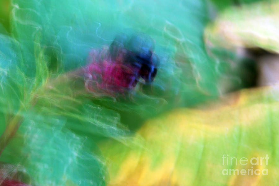 Budding Abstract Bright Turquoise Photograph by Heather Kirk