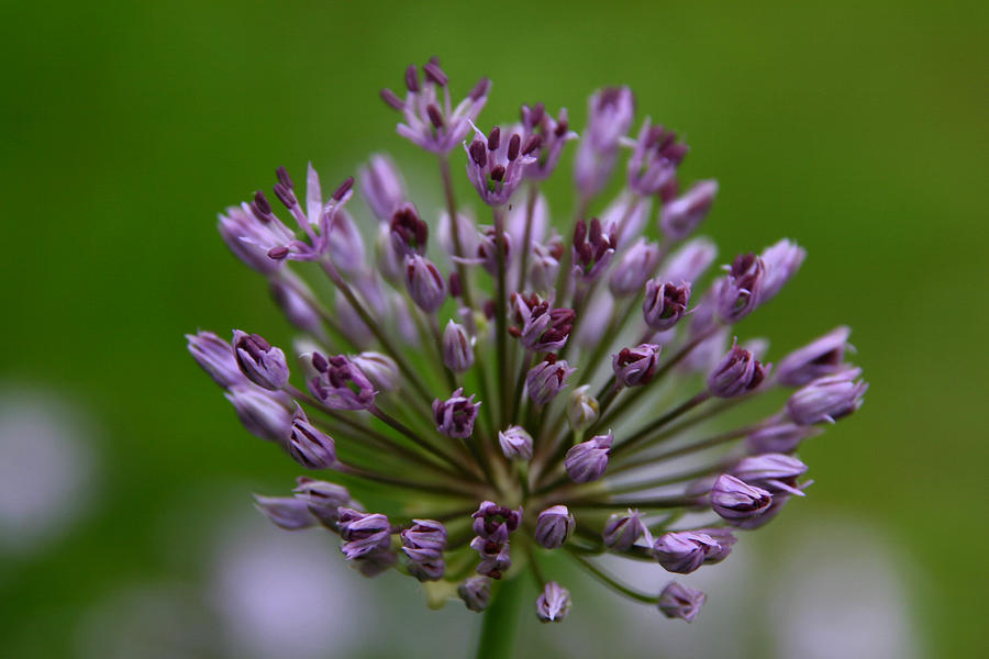 Flower Photograph - Budding Allium by Denyse Duhaime