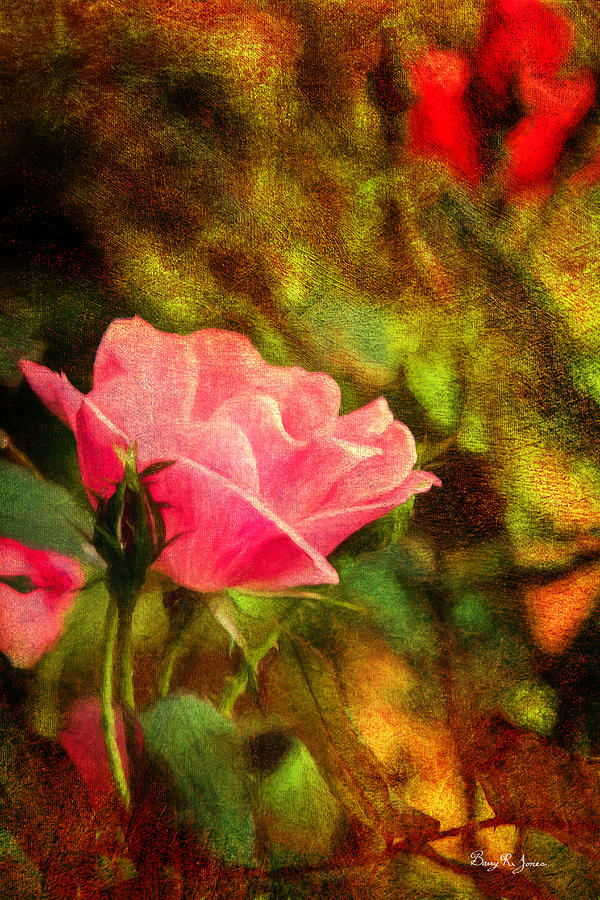 Floral - Rose - Budding Beauty Photograph by Barry Jones