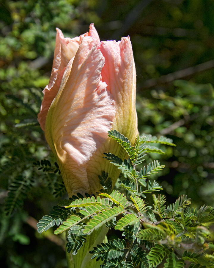 Budding Beauty Photograph By Kathy Rose Fine Art America