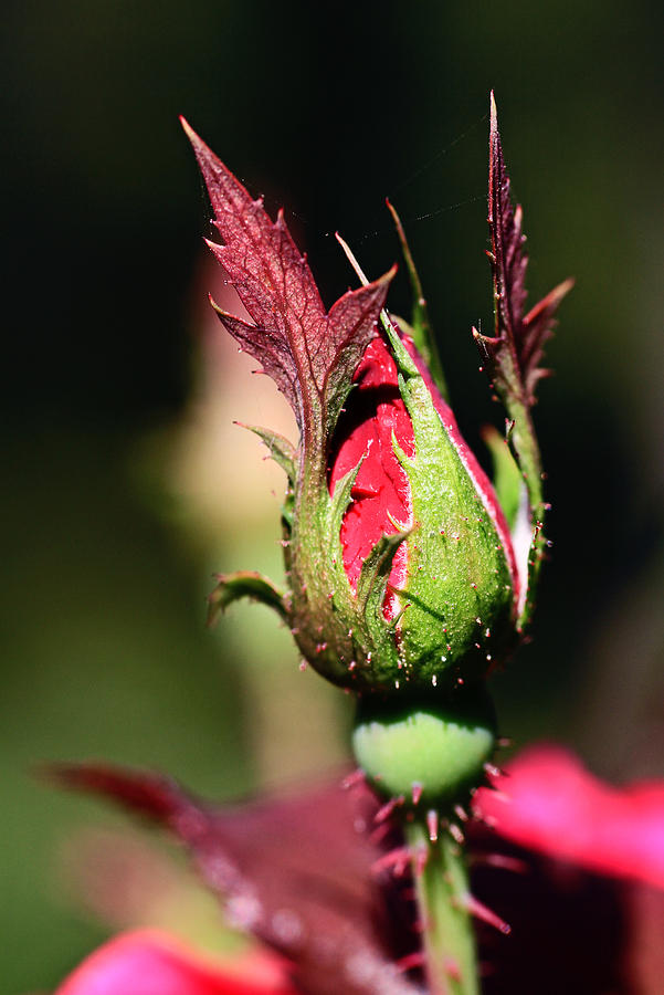 Budding Beauty Photograph By Shelby Waltz Fine Art America