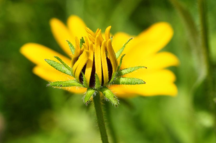 Budding Black Eyed Susan Photograph by Mike Farslow