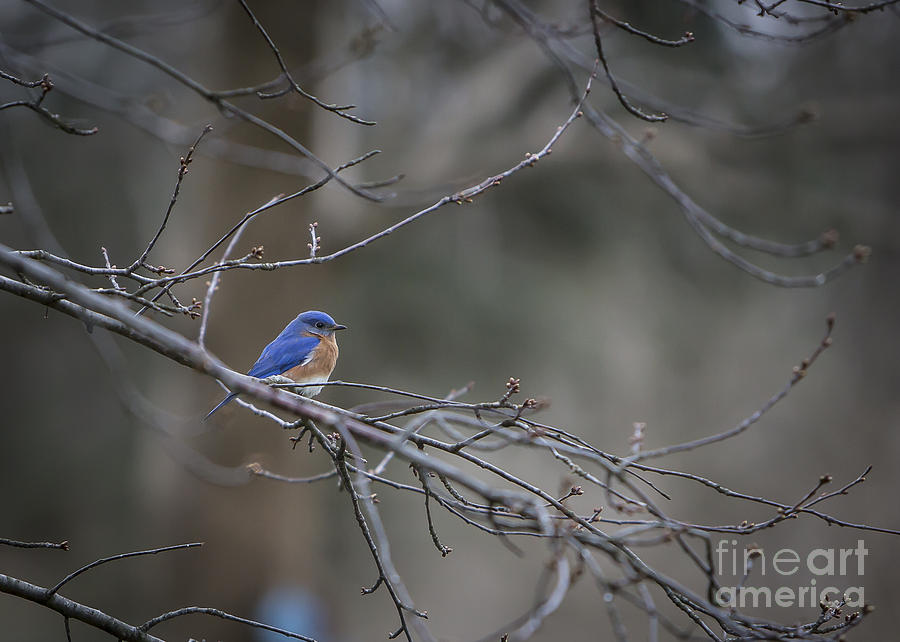 Budding Bluebird Photograph by Brad Marzolf Photography