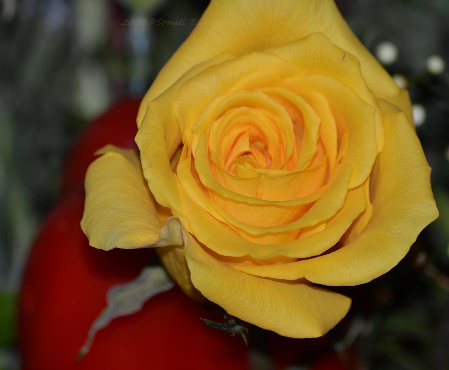 Yellow Rose Photograph - Budding Duo by Sonali Gangane