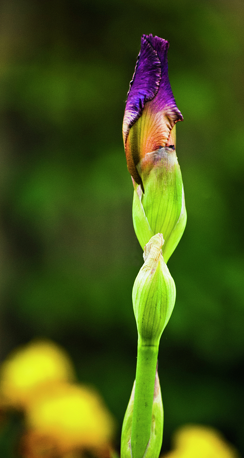Budding Iris Photograph by Christi Kraft