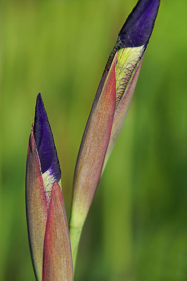 Budding Iris Photograph by Leda Robertson