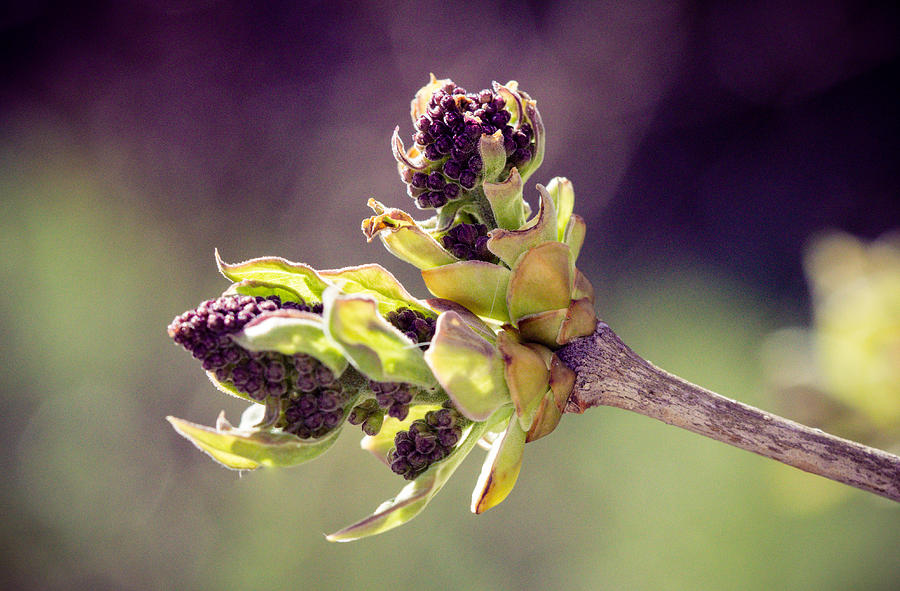 Budding Lilac Photograph by Cathy Donohoue