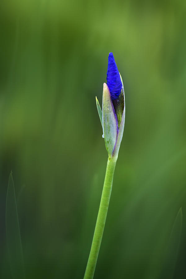 Budding Lily - number one Photograph by Paul Schreiber