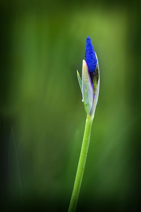 Budding Lily - number two Photograph by Paul Schreiber