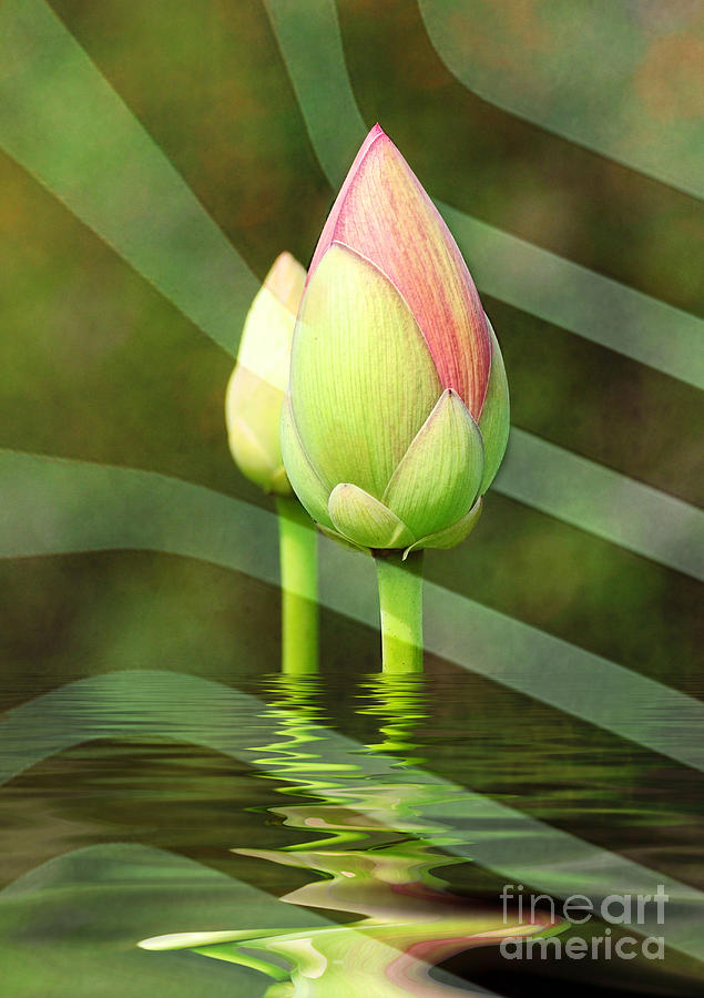 Budding Lotus Photograph by Kathy Baccari