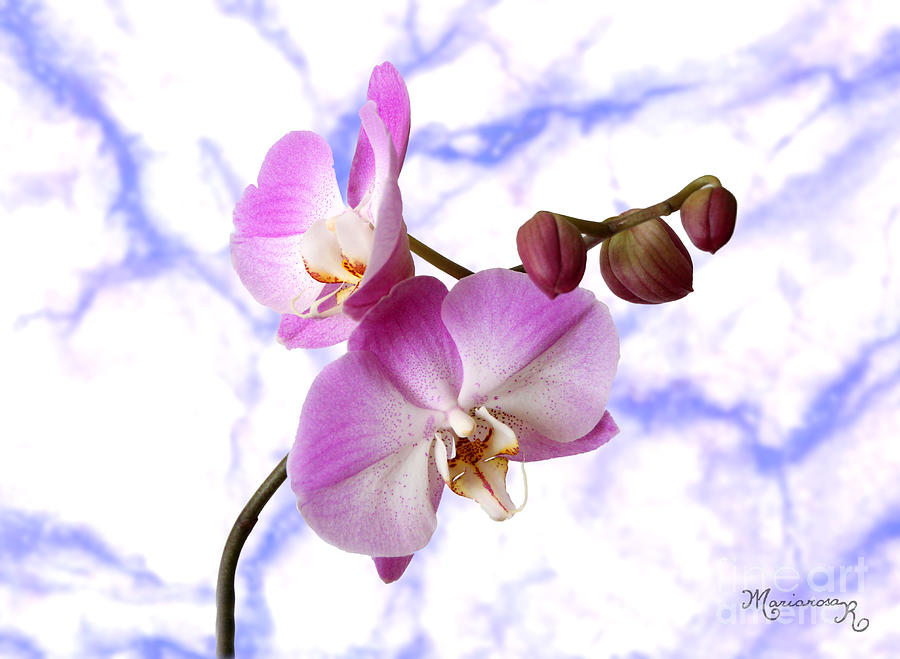 Budding Orchids Photograph by Mariarosa Rockefeller