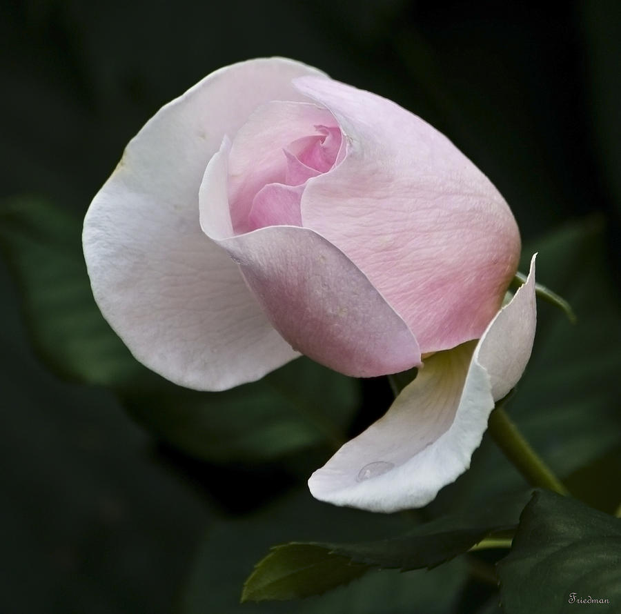 Budding Pink Rose Photograph by Michael Friedman