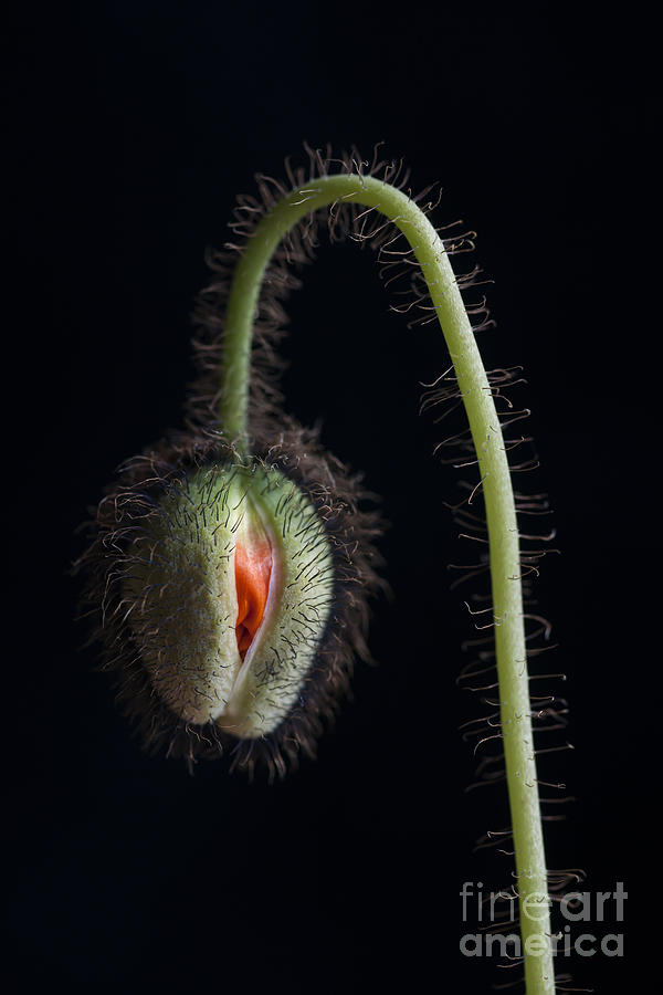 Poppy Photograph - Budding poppy flower by Elena Elisseeva
