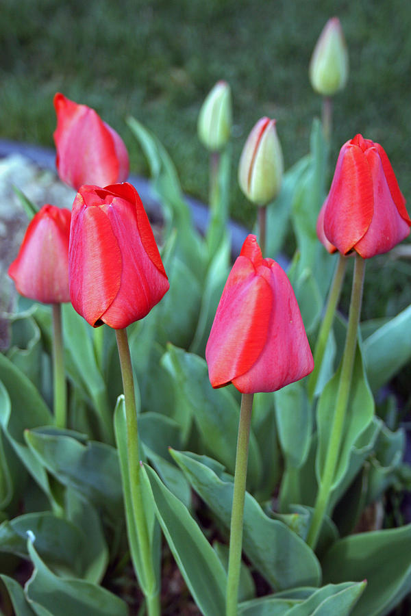 Budding Red Tulips Photograph by Kay Novy