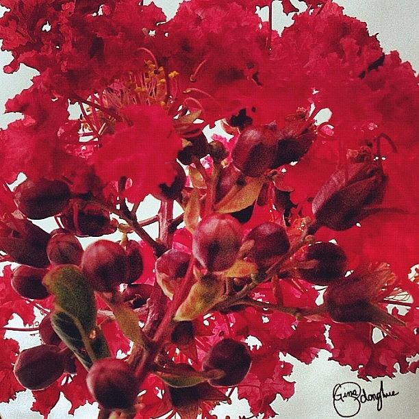 Flower Photograph - Budding Reds by Gina ODonoghue