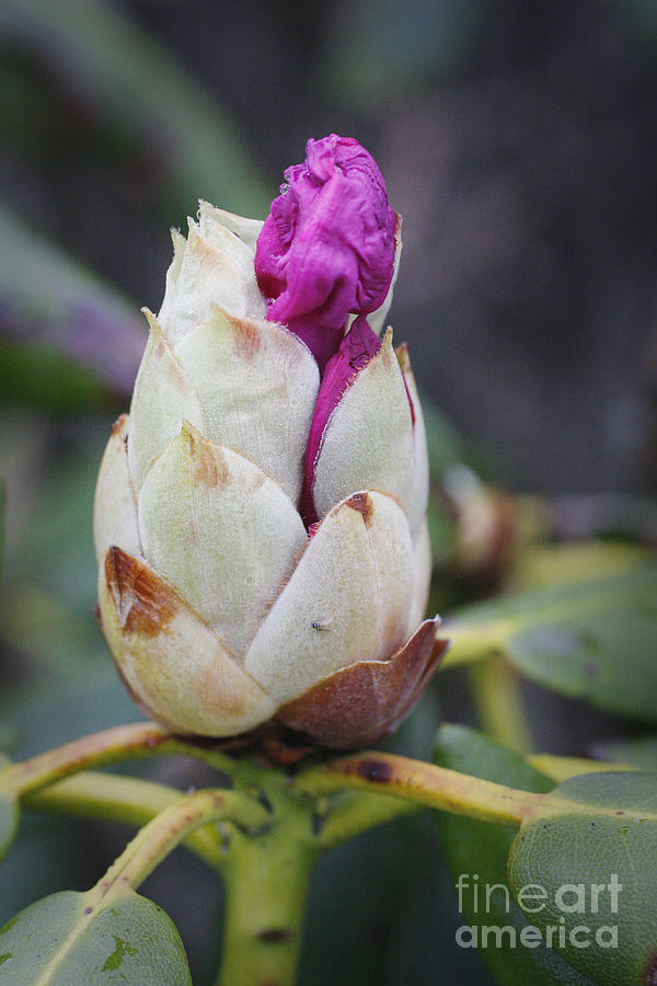 Nature Photograph - Budding Rhododendron by Jonathan Welch