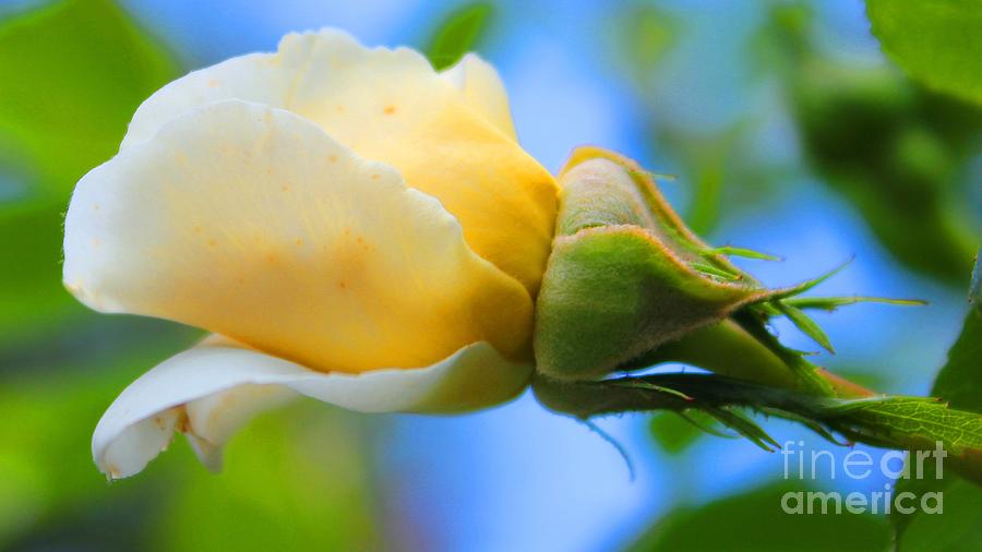 Budding Rose Photograph by Judy Palkimas