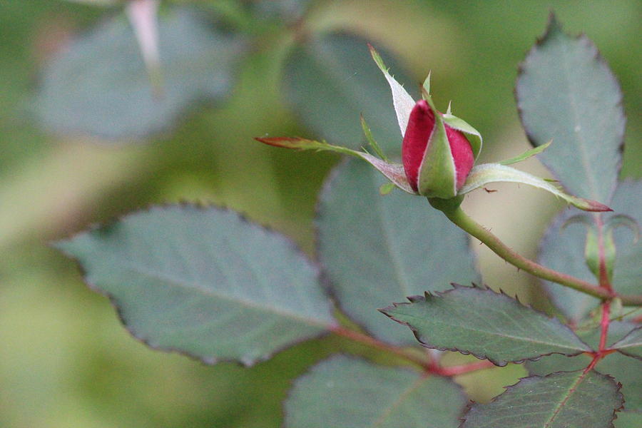 Budding Rose Photograph by Sue Chisholm