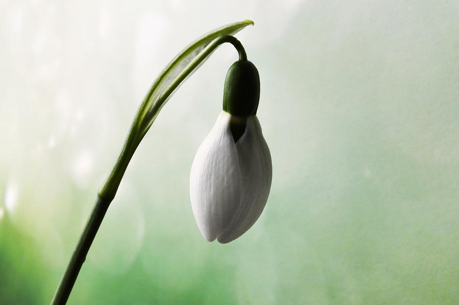 Budding Snowdrop  Photograph by Terence Davis