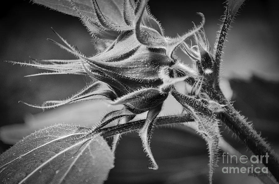 Budding Sunflower In Black And White Photograph by Mary Carol Story