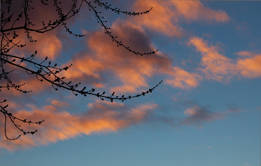 Budding Sunset Photograph by Rachel Cohen