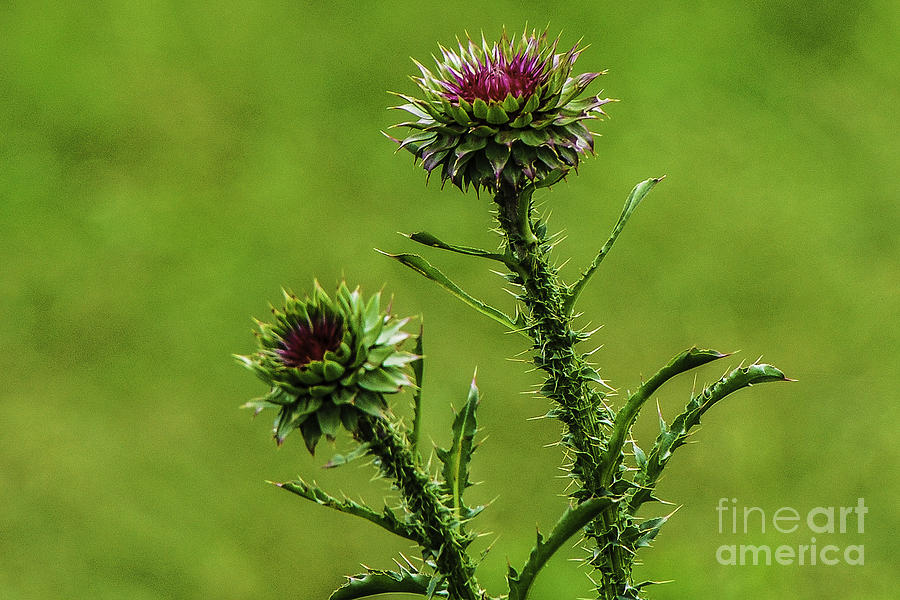 Budding Thistle Photograph by Mary Carol Story