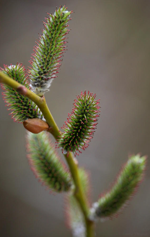 Budding Tree Photograph by Aaron Burrows