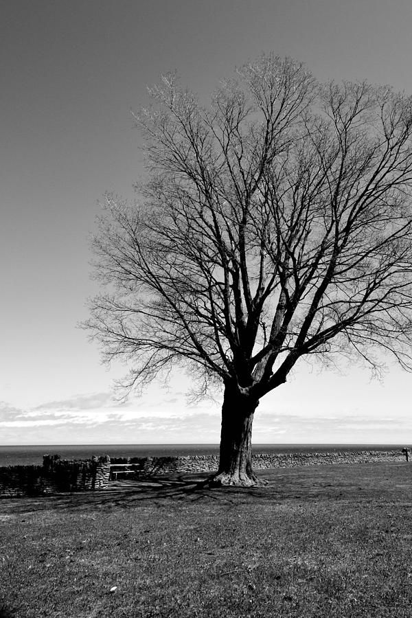 Budding Tree Photograph by Mary Lisa Photography - Pixels