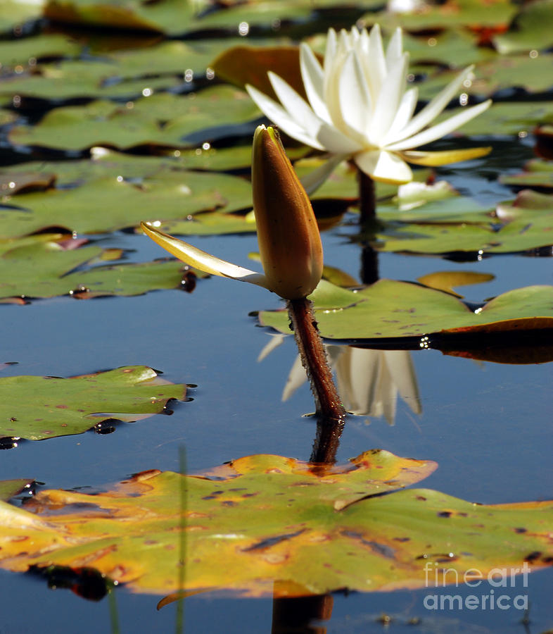 Lily Photograph - Budding White Water Lily by Optical Playground By MP Ray