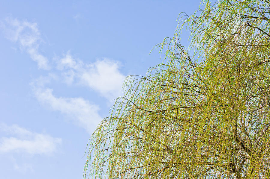 Easter Photograph - Budding willow by Tom Gowanlock