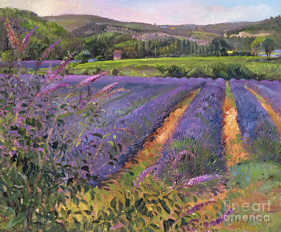 Farm Painting - Buddleia and Lavender Field Montclus by Timothy Easton