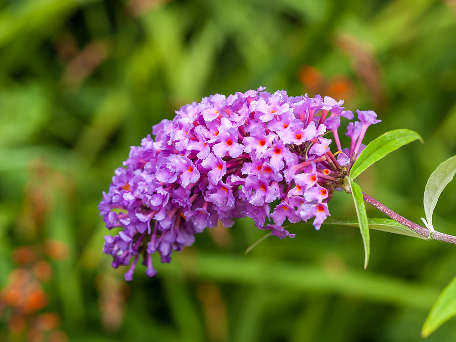 Buddleia Photograph by Charles Hite