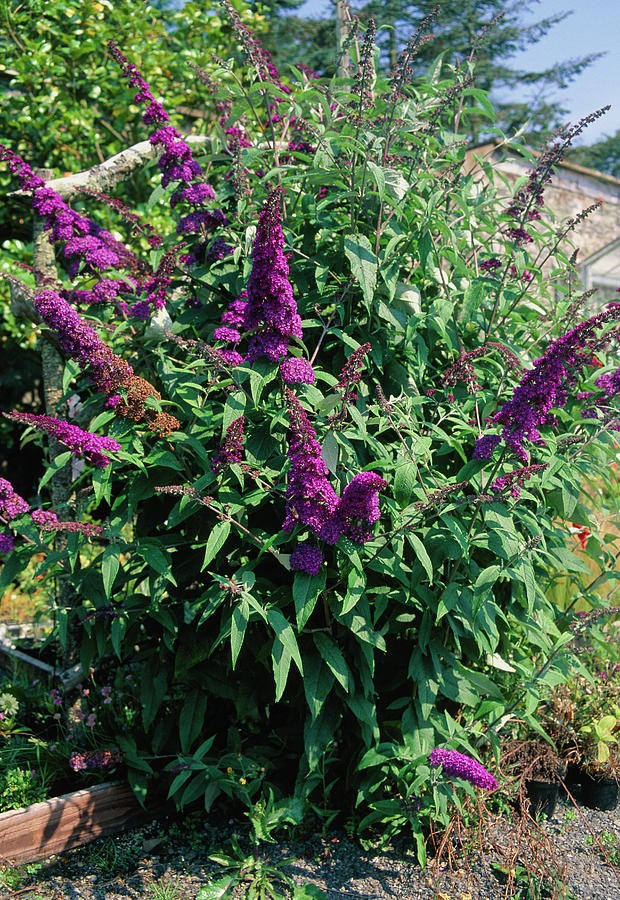 Buddleja Davidii White Profusion. Photograph by Dan Sams/science Photo ...