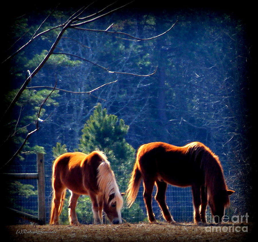 Horse Photograph - Buddy and Zuni in the Afternoon Sun by Rabiah Seminole