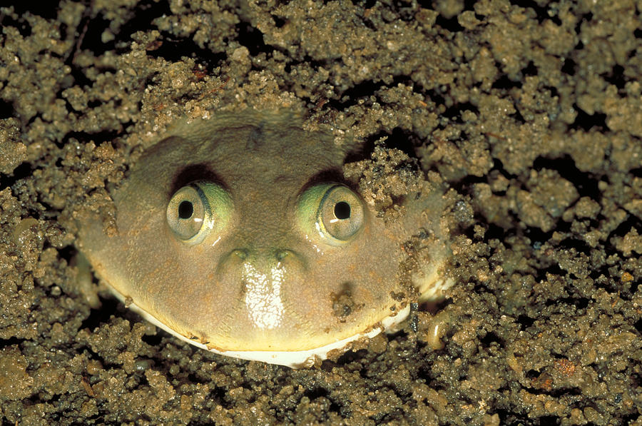 Budgetts Frog, Argentina Photograph by Karl H. Switak