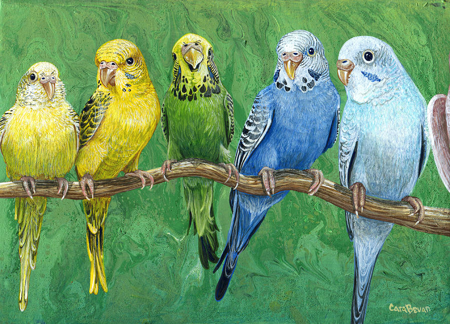 Budgie Band Painting by Cara Bevan | Fine Art America