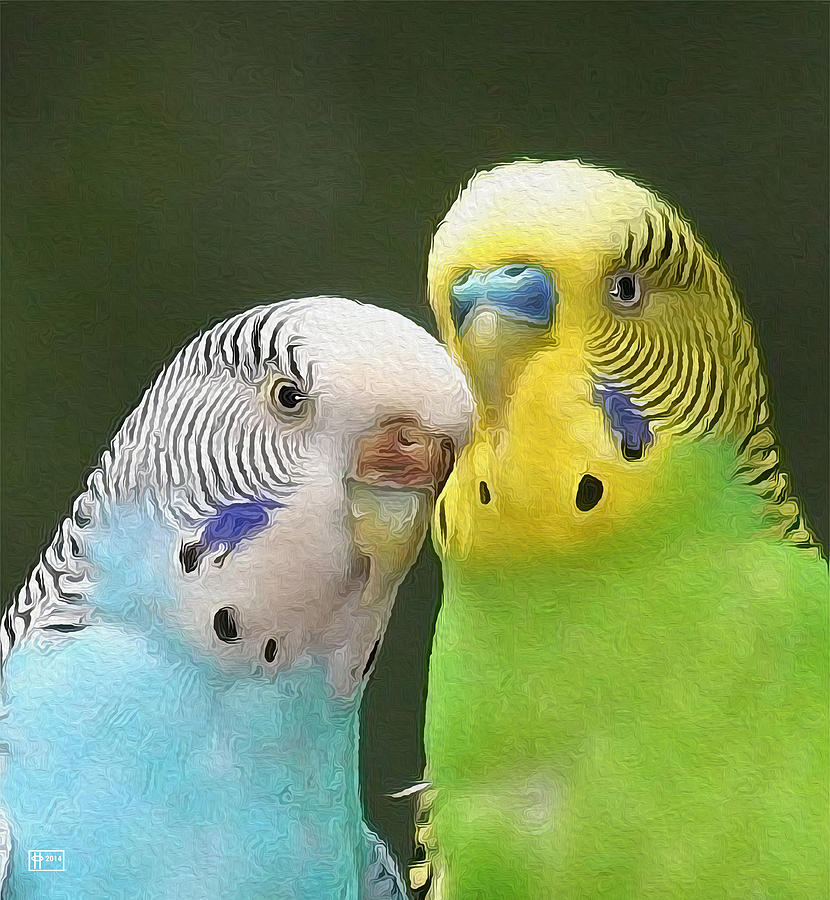 Budgie Buddies Photograph by Jim Pavelle