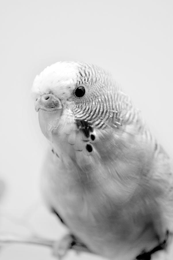 Budgie in Monochrome Photograph by Nathan Abbott