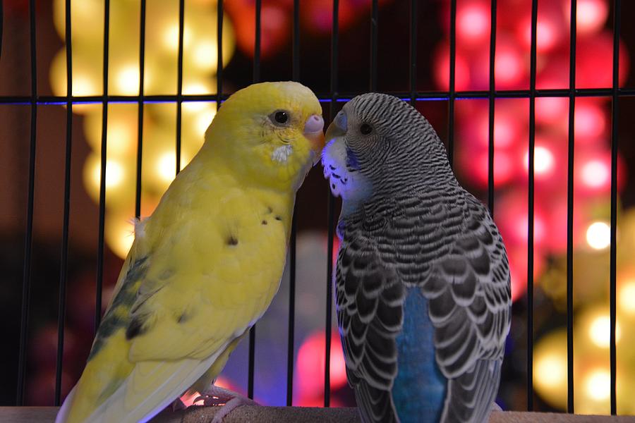 Budgie Love Photograph By Abbie Loyd Kern