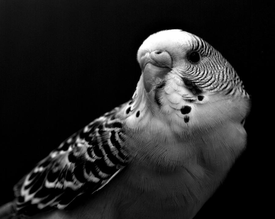 Budgie Photograph by Nathan Abbott