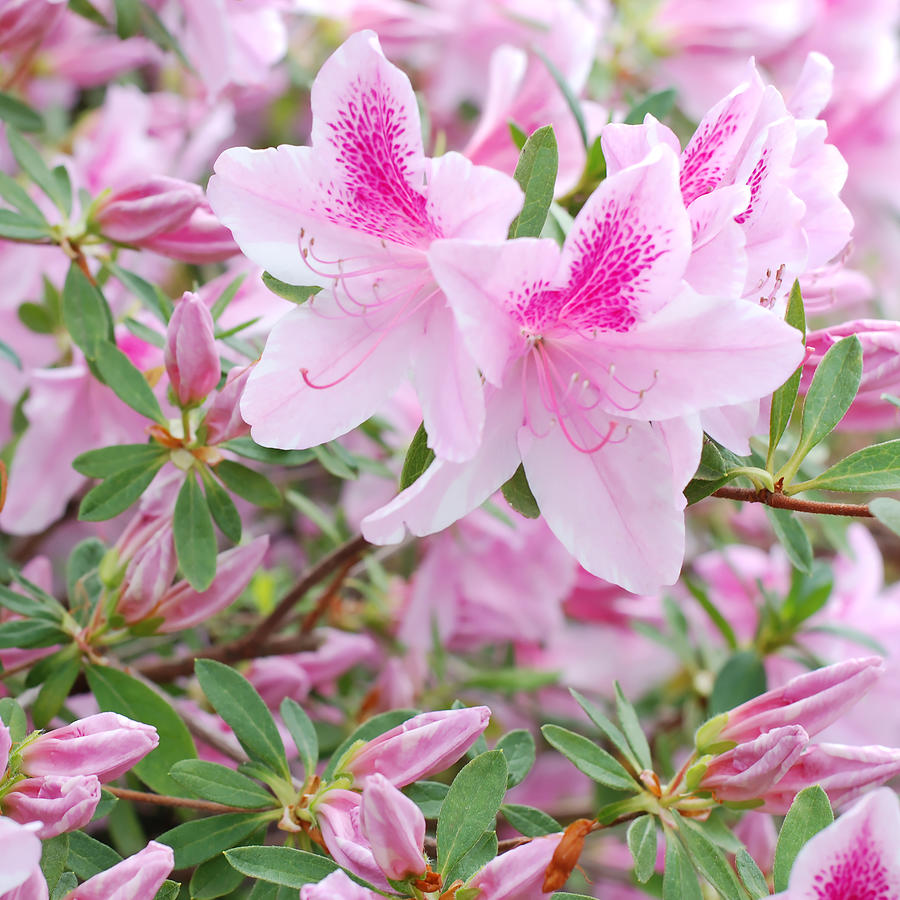Buds And Blossoms - Two Pink Azaleas Photograph