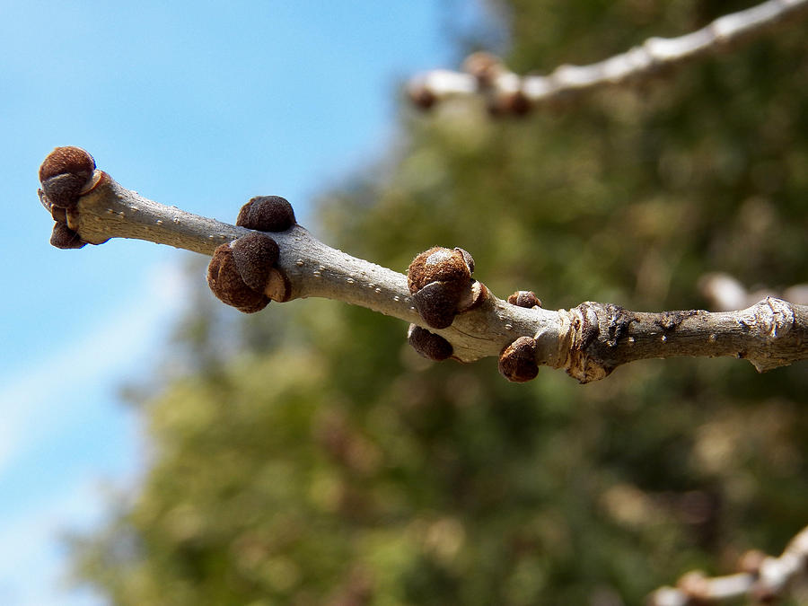 Buds and Blue Photograph by Corinne Elizabeth Cowherd