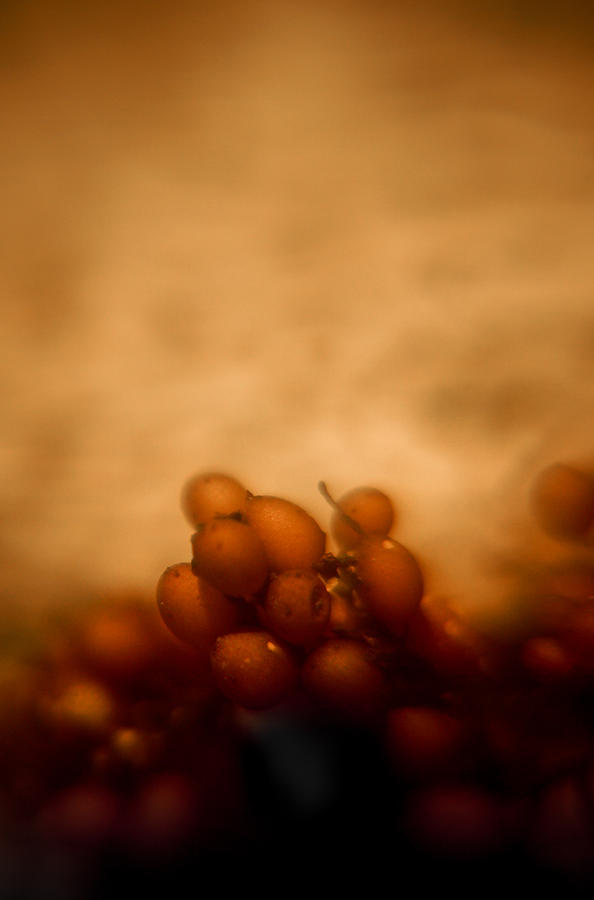 Buds in Sea Minor by Jamian Stayt Buds in Sea Minor by Jamian Stayt