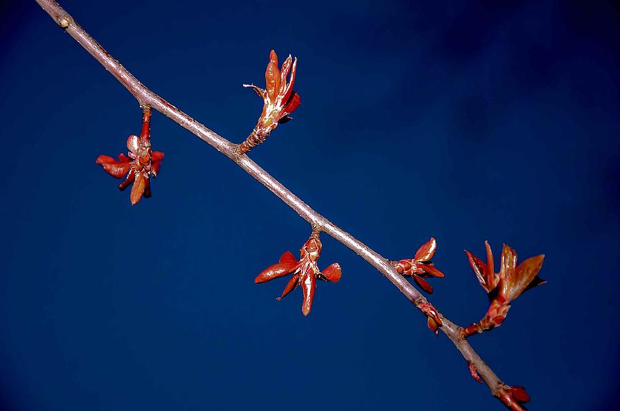 Buds of Spring Photograph by Lonnie Paulson
