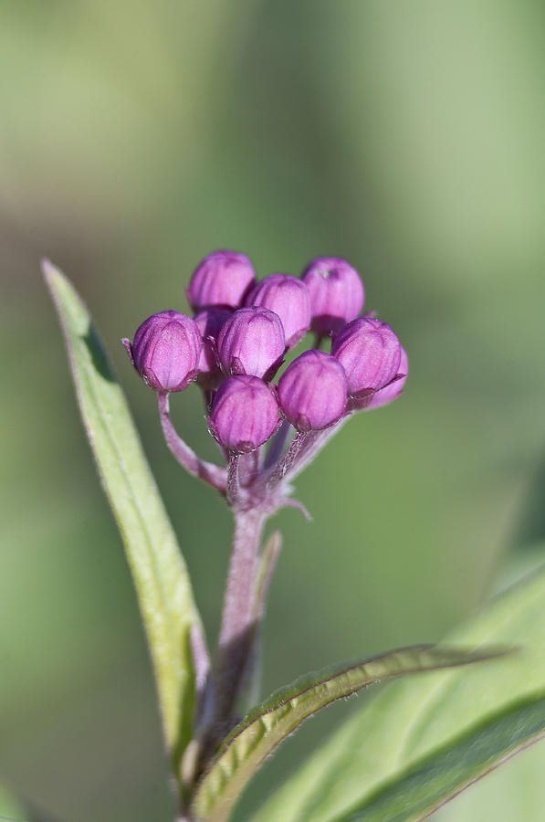 Nature Photograph - Buds of the Milkweed by Kathryn Whitaker