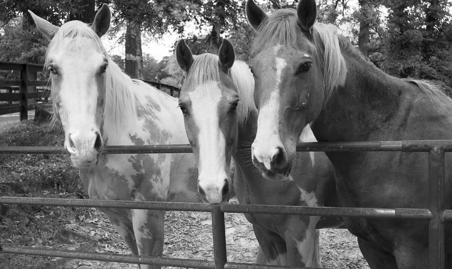 Horse Photograph - Buds by Phil And Karen Rispin