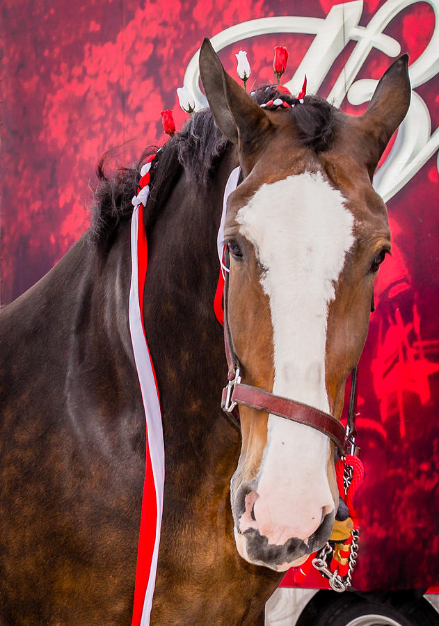 Budweiser Clydesdale Photograph by Stacy Abbott